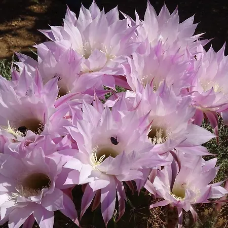 Alkionides Xerokampos (Crete)